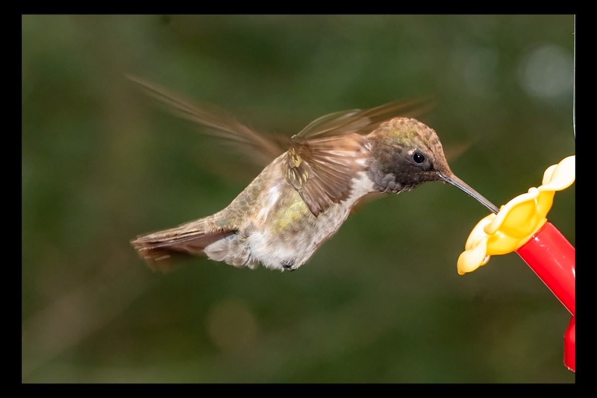 Black-chinned Hummingbird - ML632400893