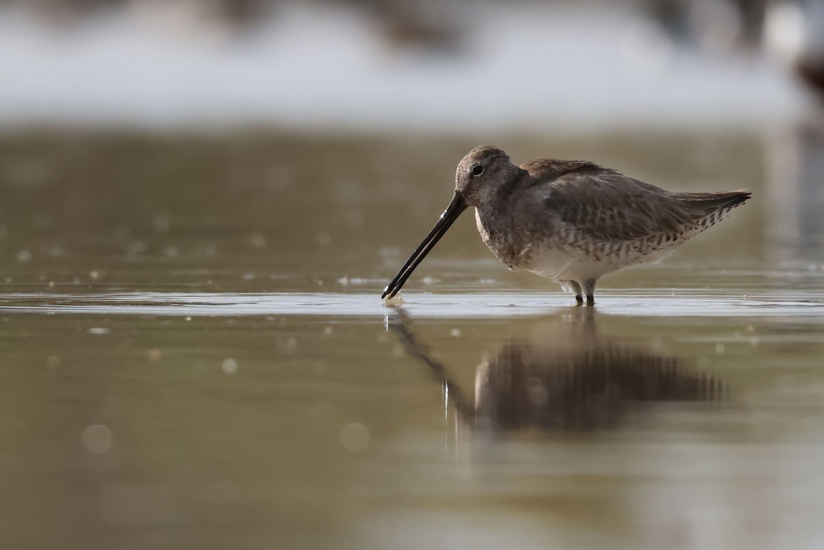Long-billed Dowitcher - ML632400907