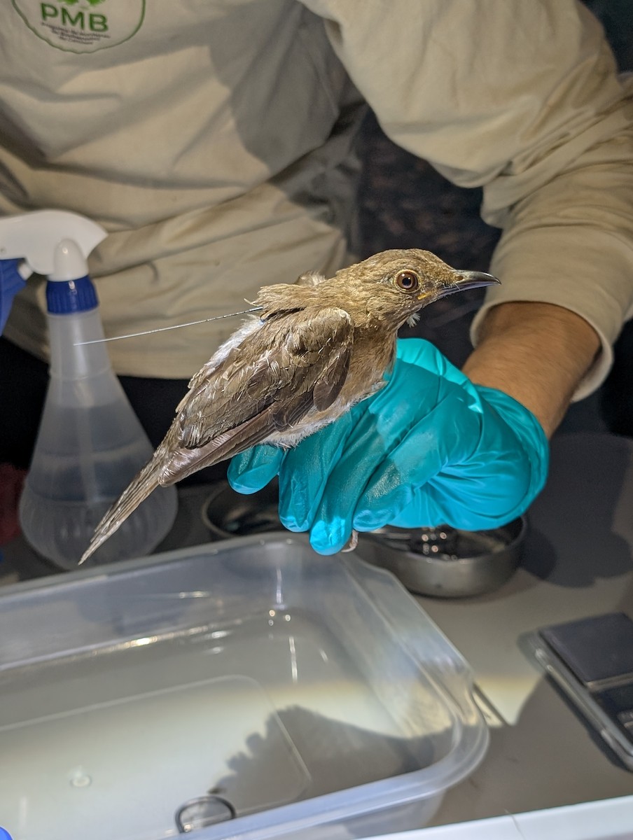 Hauxwell's Thrush - ML632401032