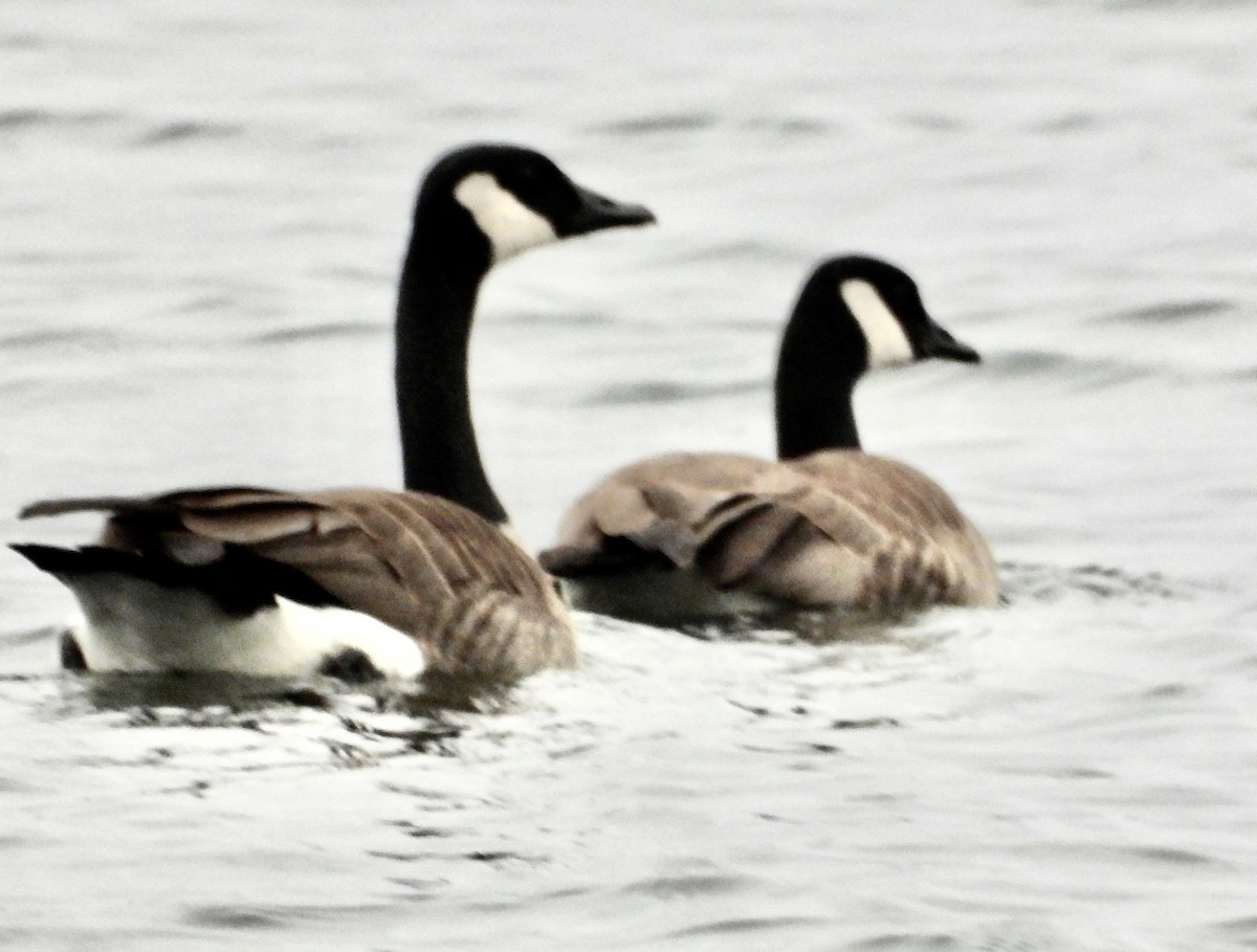 Canada Goose - ML632401401