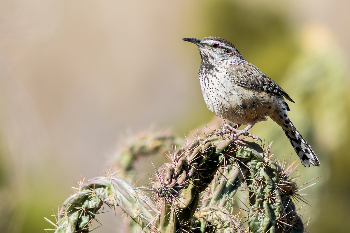 Cactus Wren - ML632401406