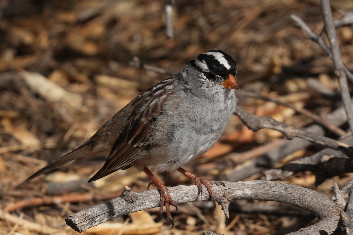 White-crowned Sparrow - ML632401596