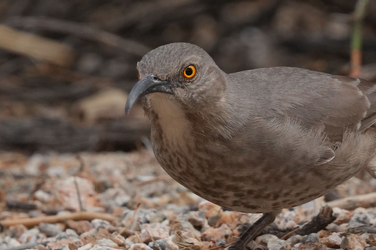 Curve-billed Thrasher - ML632401605