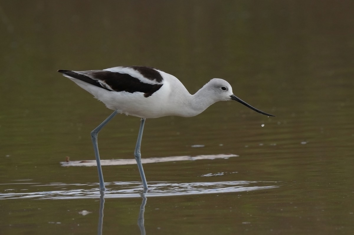 American Avocet - ML632401614