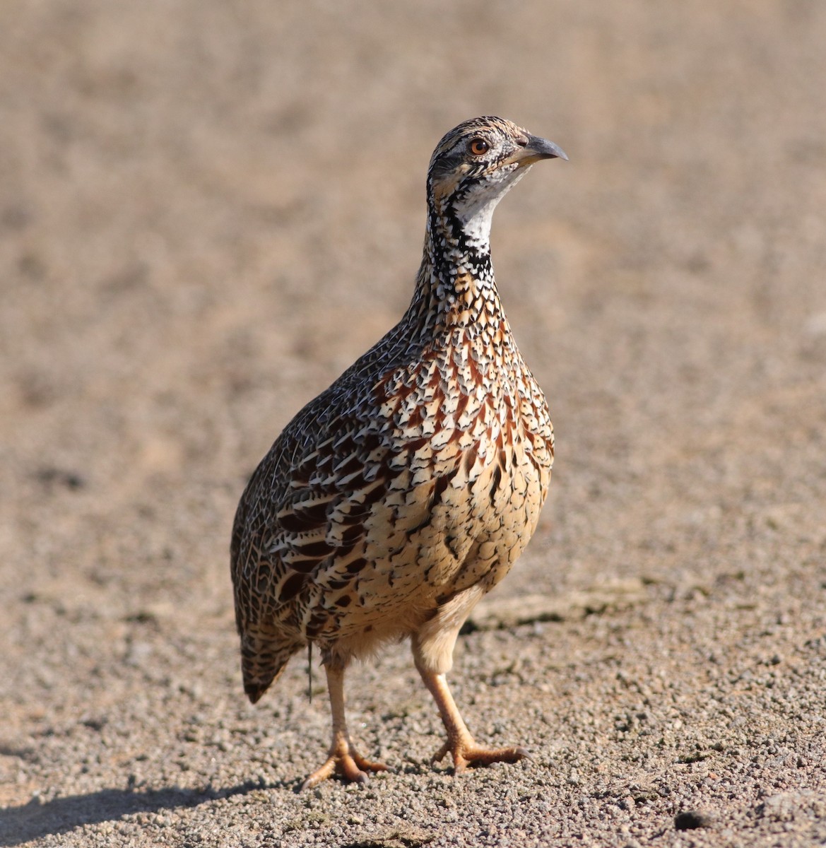 Orange River Francolin - ML632401734