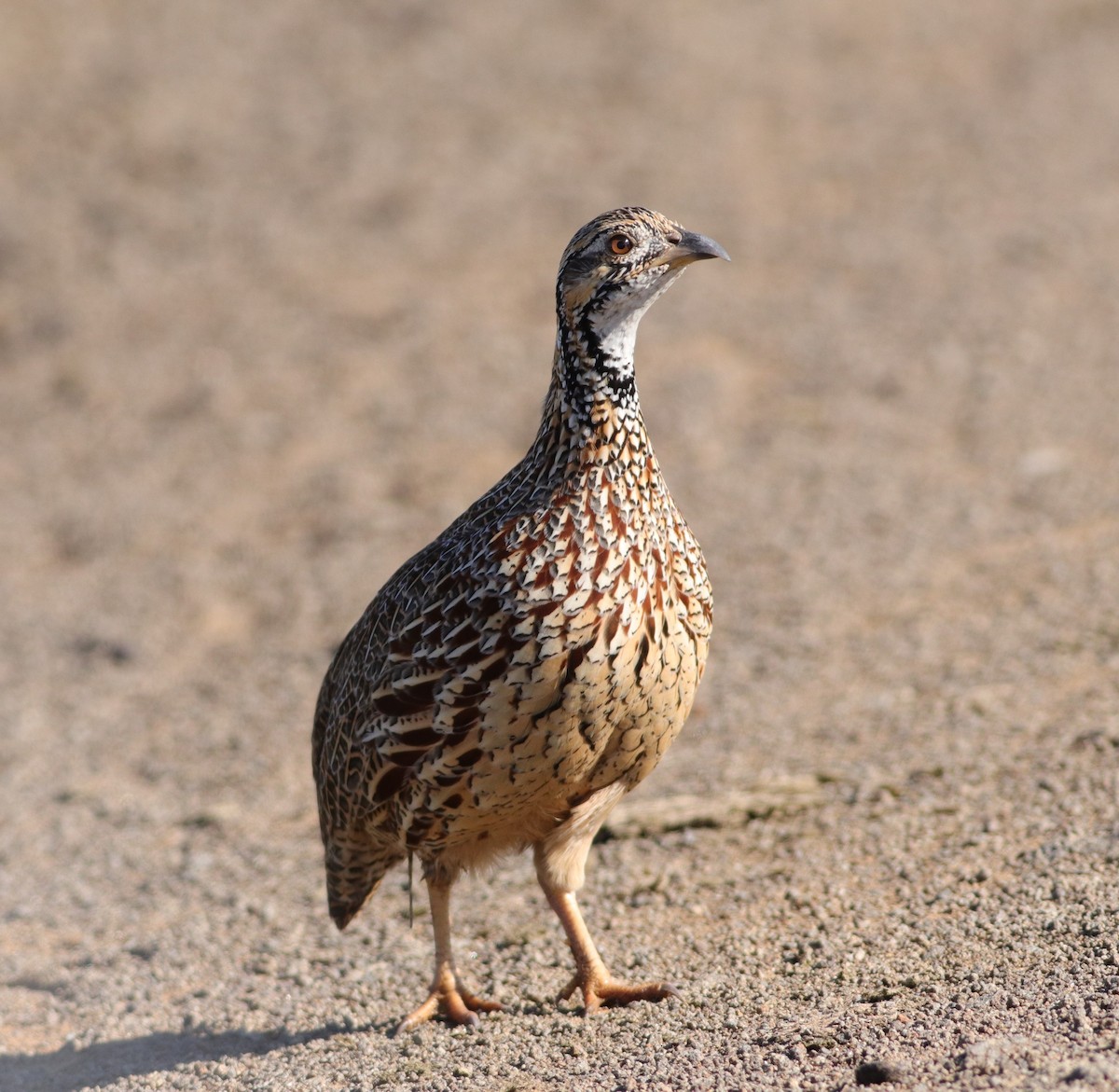 Orange River Francolin - ML632401735