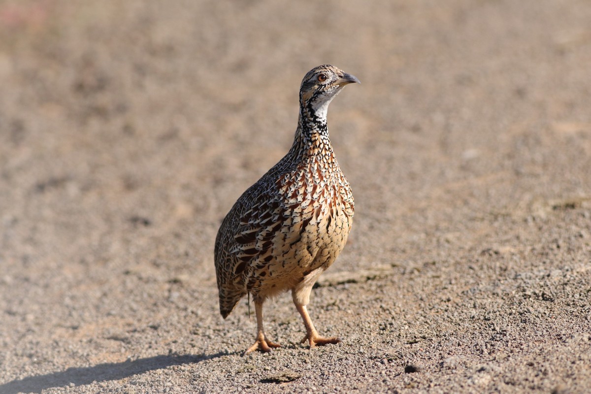 Orange River Francolin - ML632401737