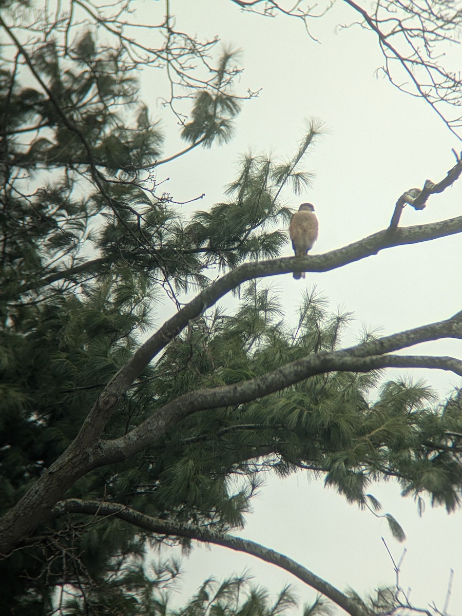 Sharp-shinned Hawk - ML632401774