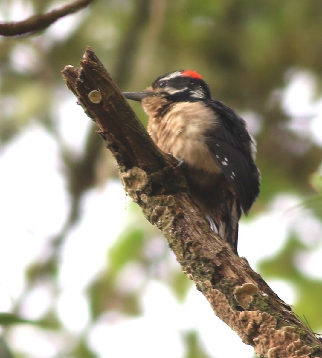 Hairy Woodpecker - ML632401801