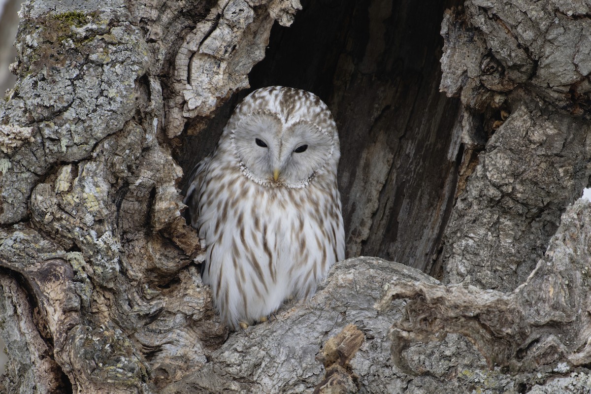 Ural Owl (Ural) - ML632401824