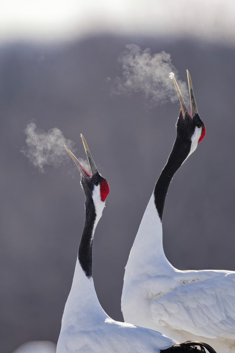 Red-crowned Crane - ML632401857