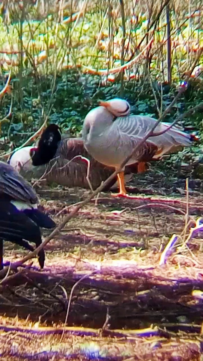 Хээрийн галуу - ML632401867