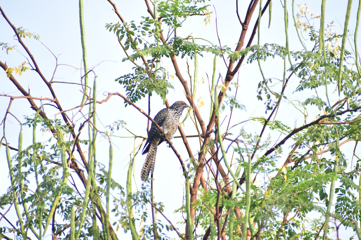 Asian Koel - ML632402207