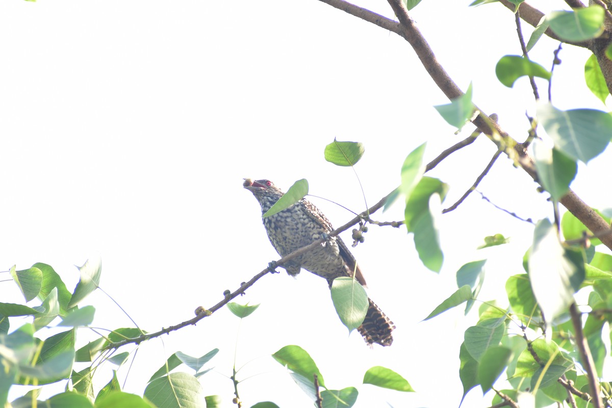 Asian Koel - ML632402256