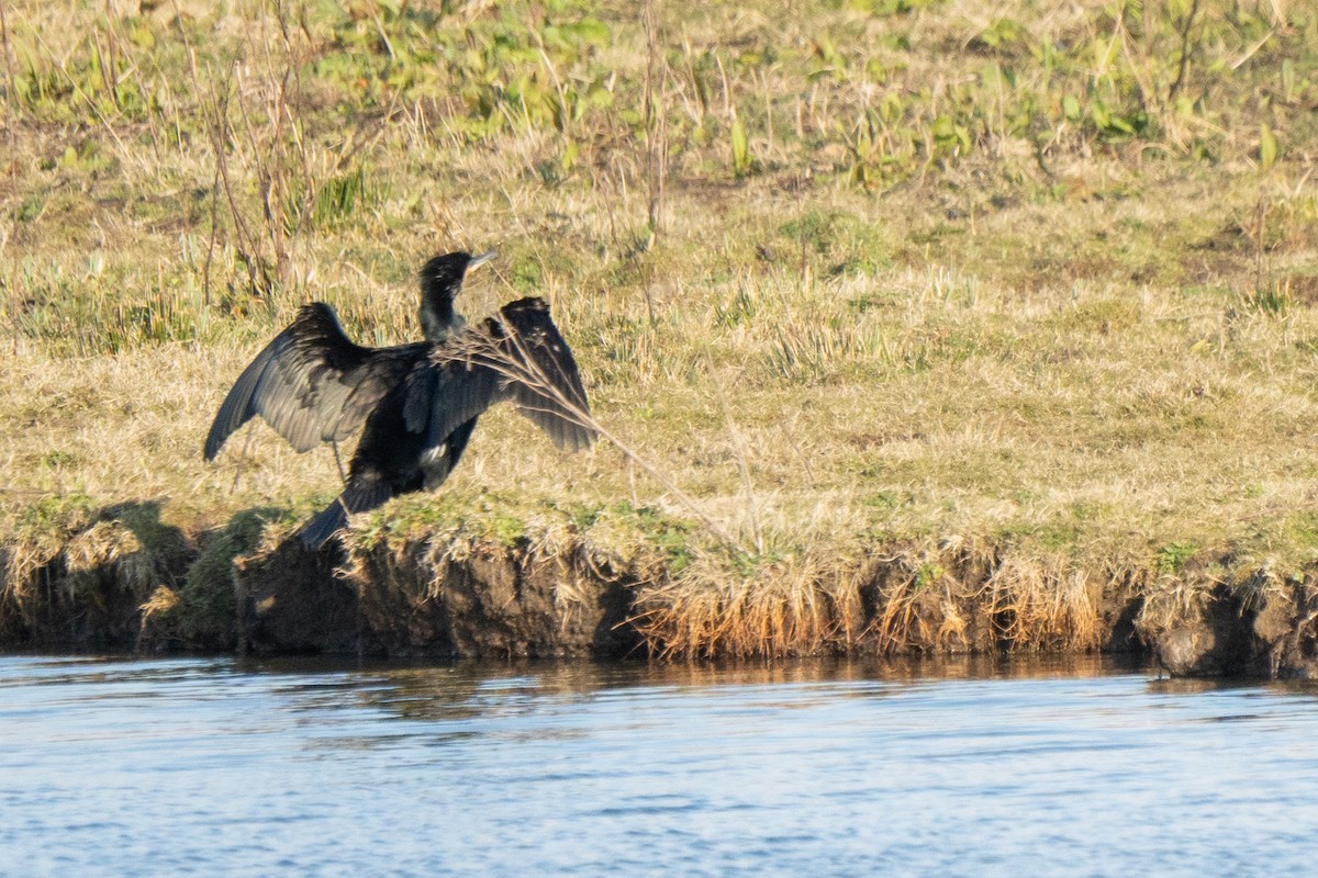 Cormorano - ML632402271
