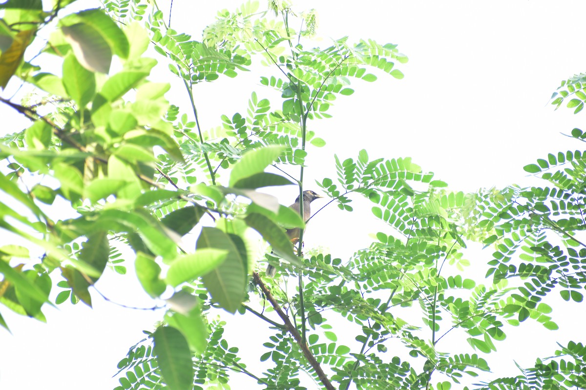 Common Myna - ML632402315