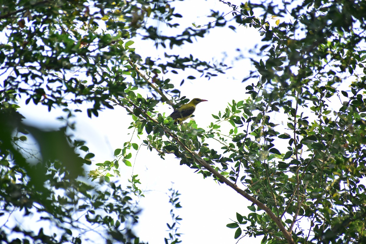 Indian Golden Oriole - ML632402356