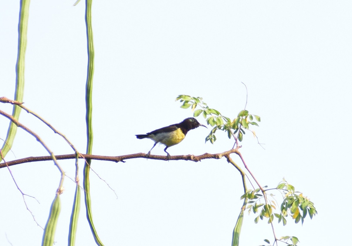 Purple-rumped Sunbird - ML632402442