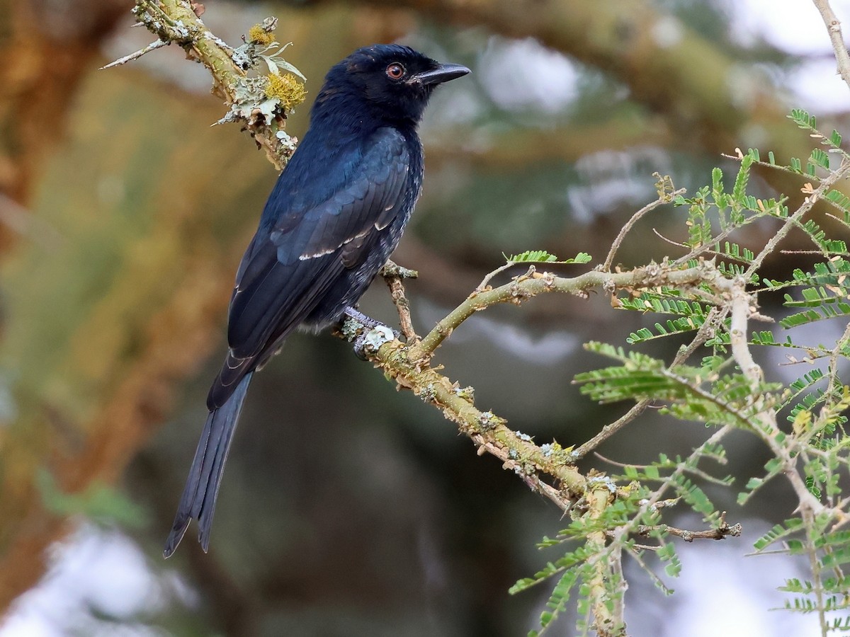 Fork-tailed Drongo (Glossy-backed) - ML632402444