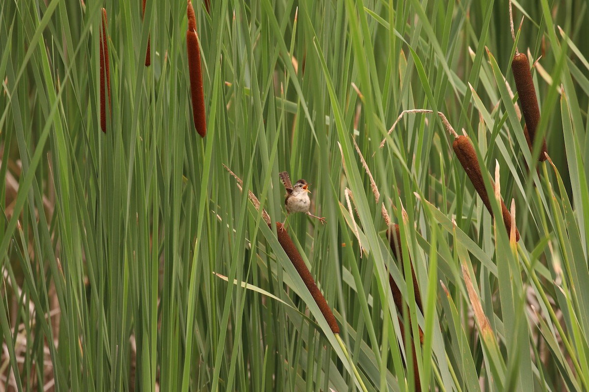 Marsh Wren - ML632402452
