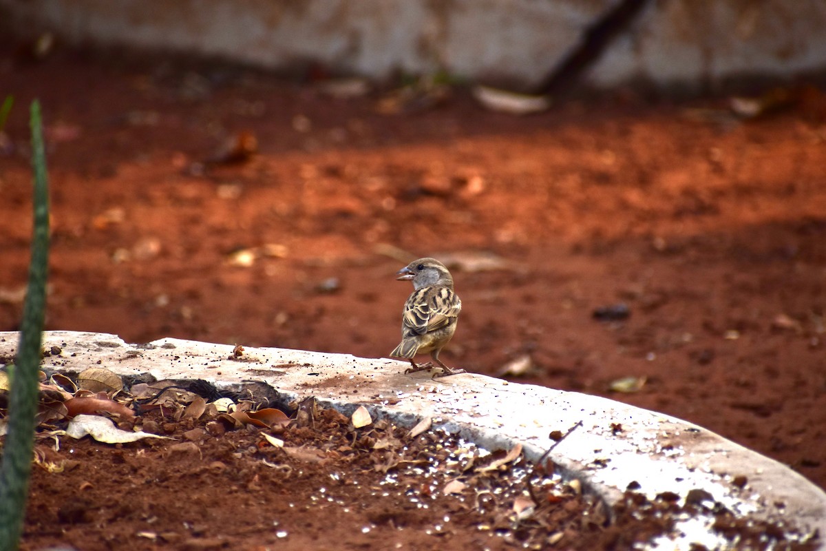 House Sparrow - ML632402587
