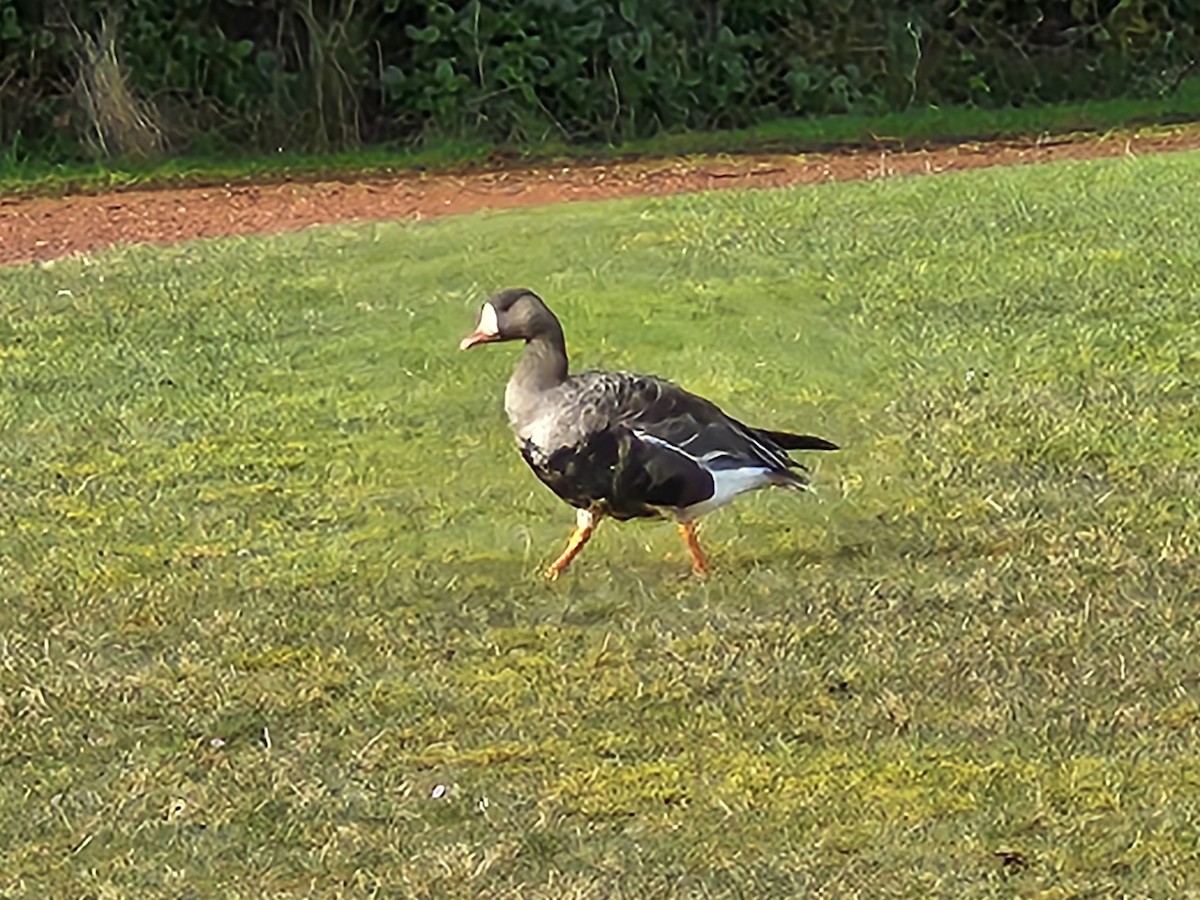 Greater White-fronted Goose - ML632402829