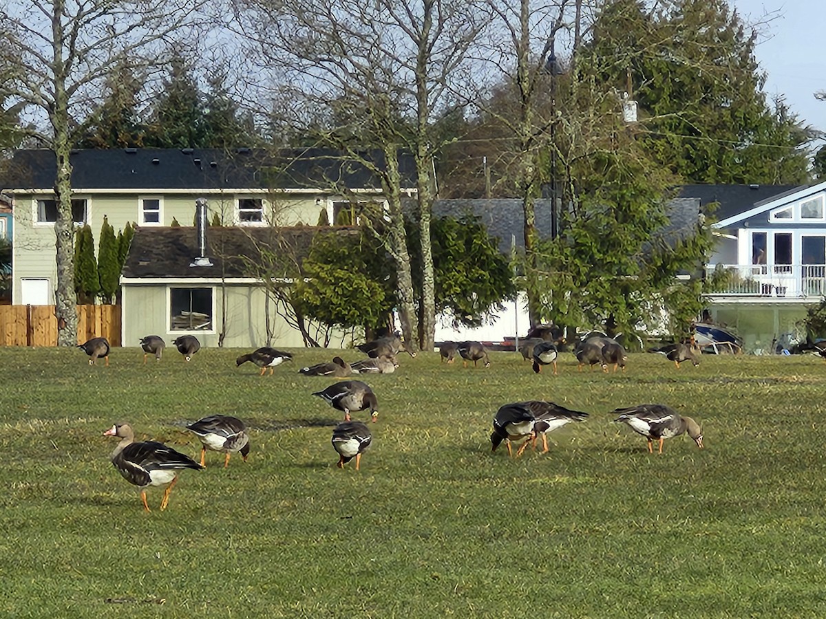 Greater White-fronted Goose - ML632402830