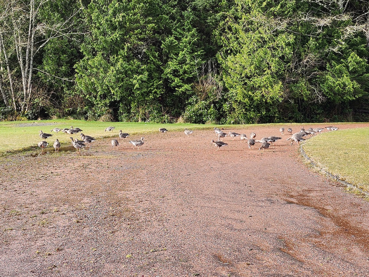 Greater White-fronted Goose - ML632402831