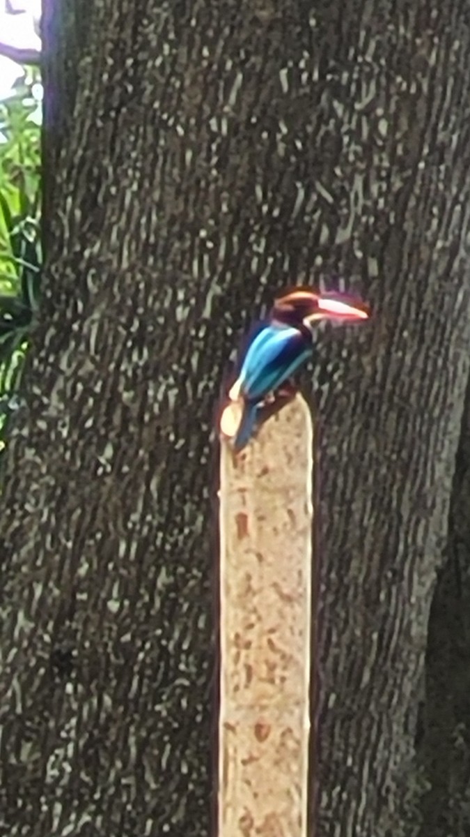 White-throated Kingfisher - ML632402850