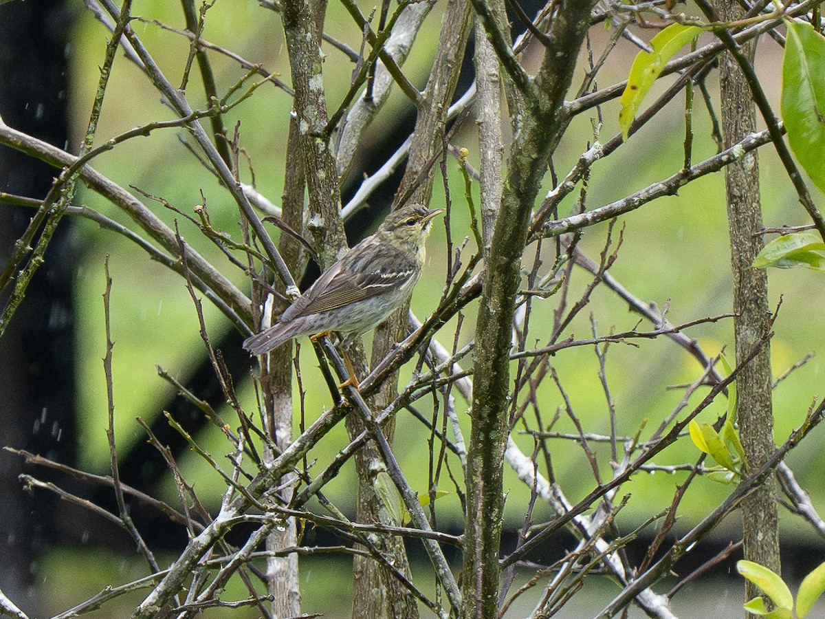 Blackpoll Warbler - ML632402970