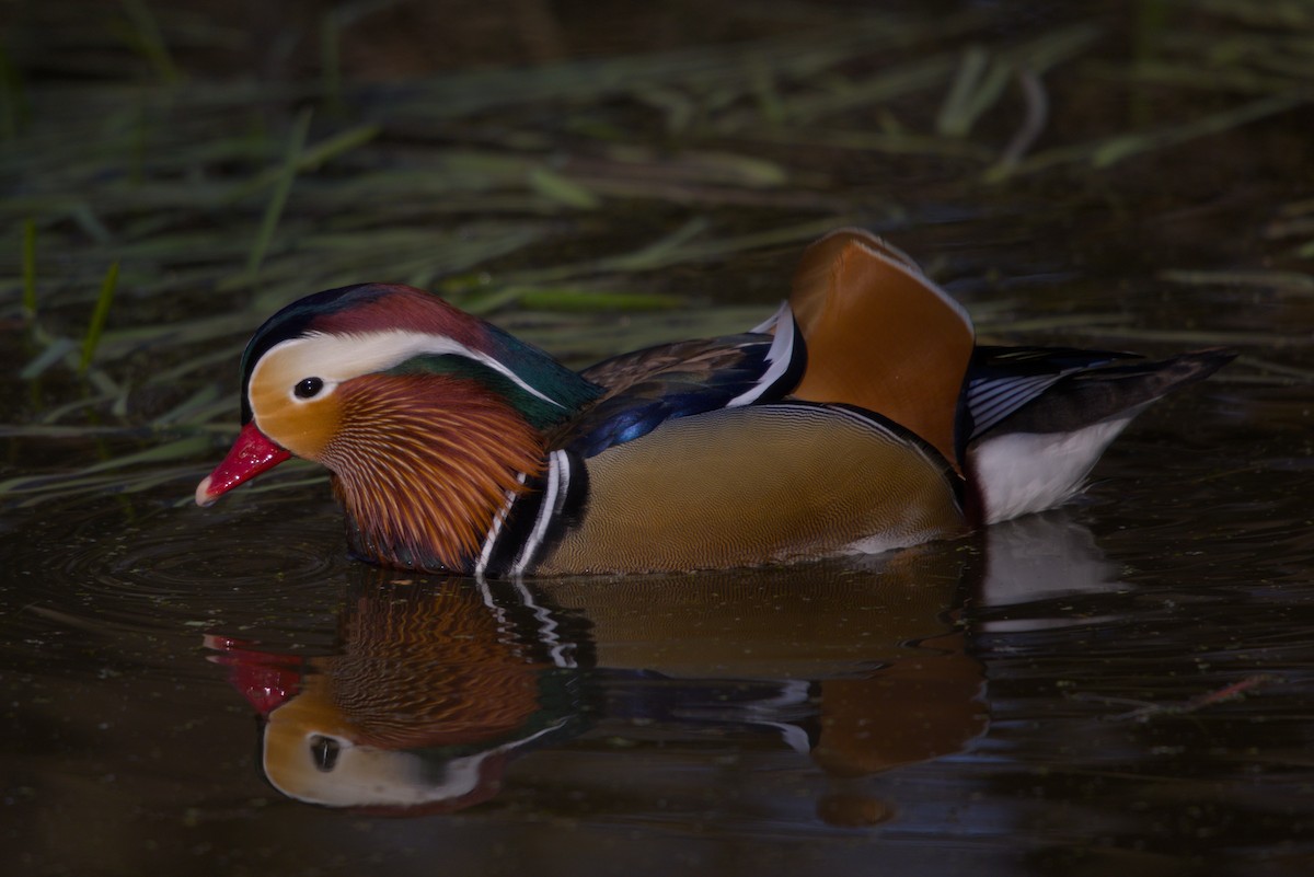 Canard mandarin - ML632403011