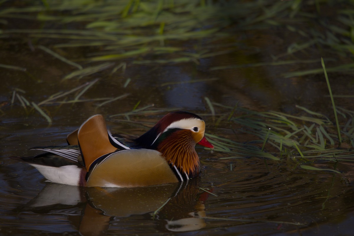 Canard mandarin - ML632403017