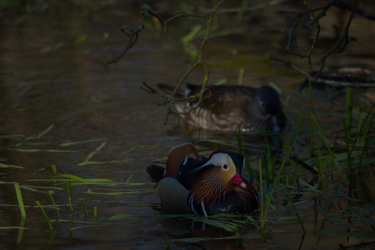 Canard mandarin - ML632403022