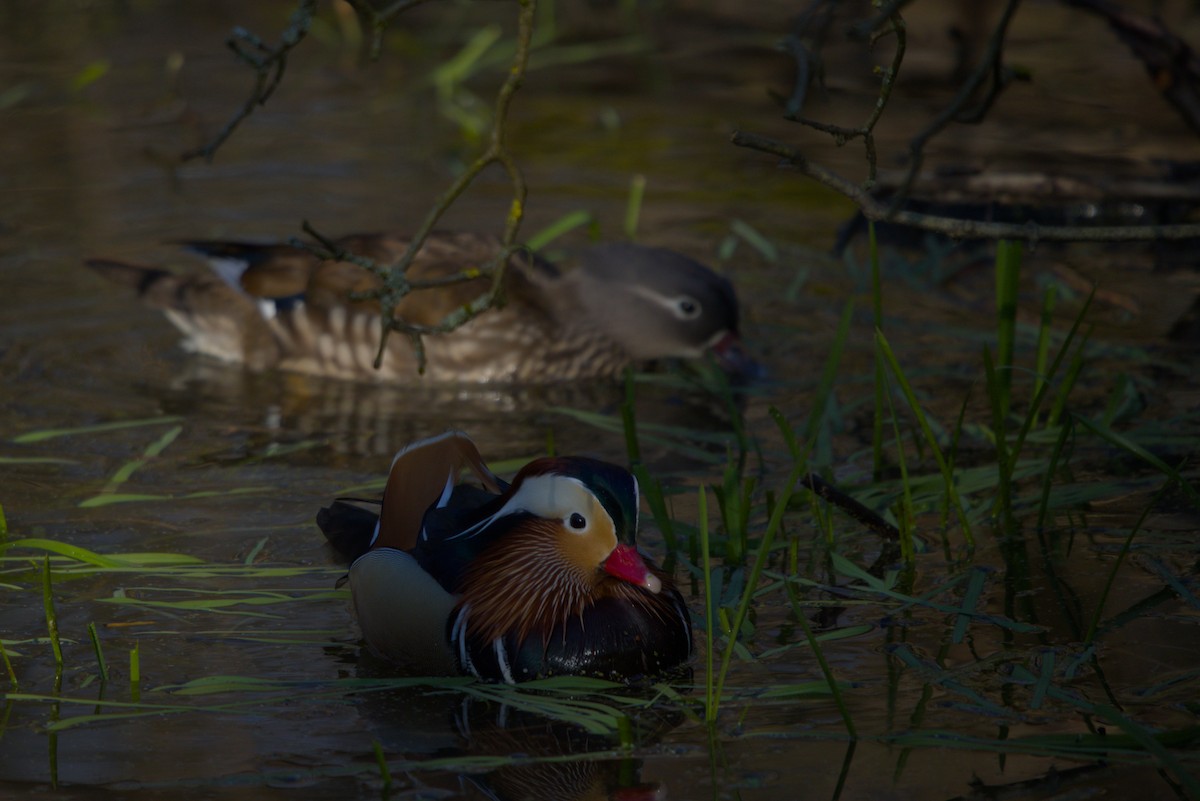 Canard mandarin - ML632403049