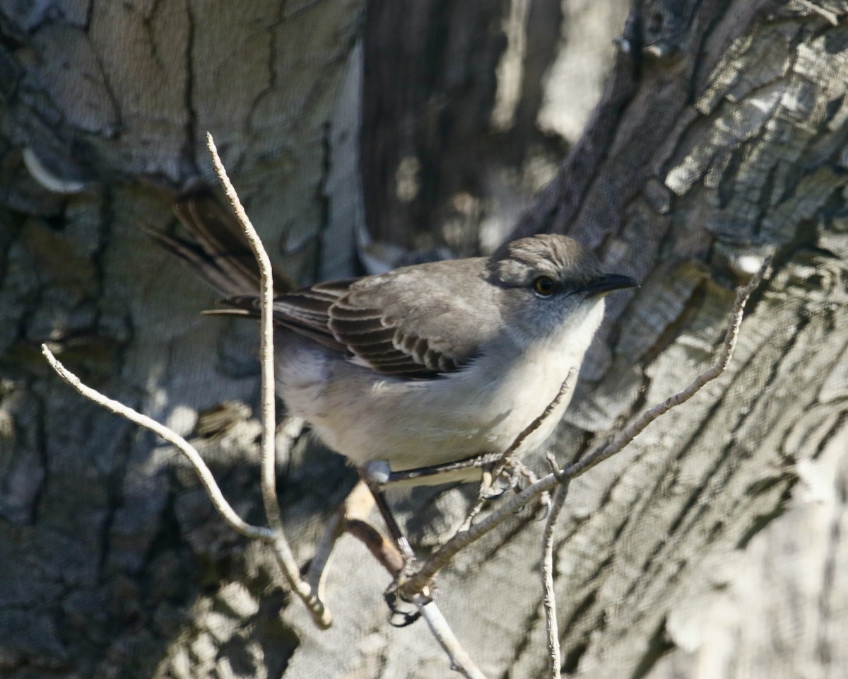 Northern Mockingbird - ML632403060