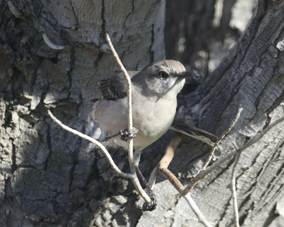 Northern Mockingbird - ML632403064