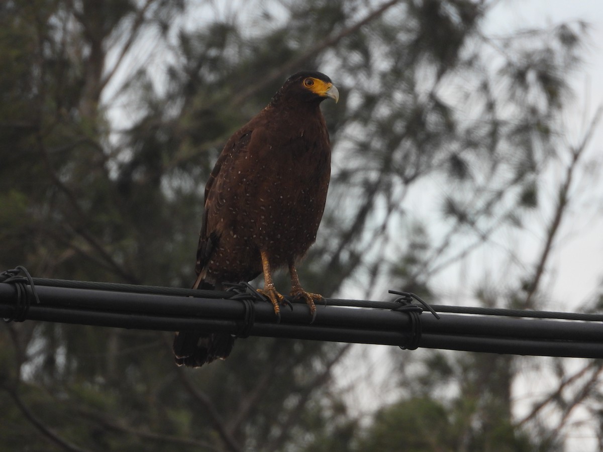 Crested Serpent-Eagle - ML632403120