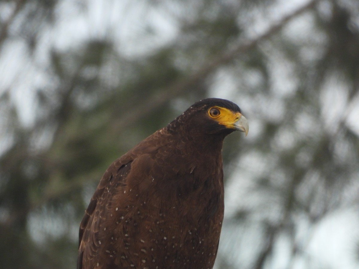 Crested Serpent-Eagle - ML632403121