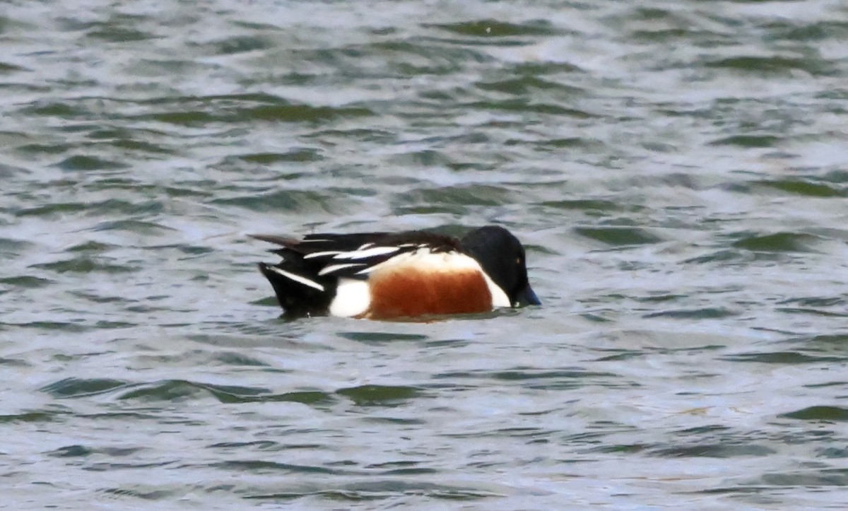 Халбага нугас - ML632403141