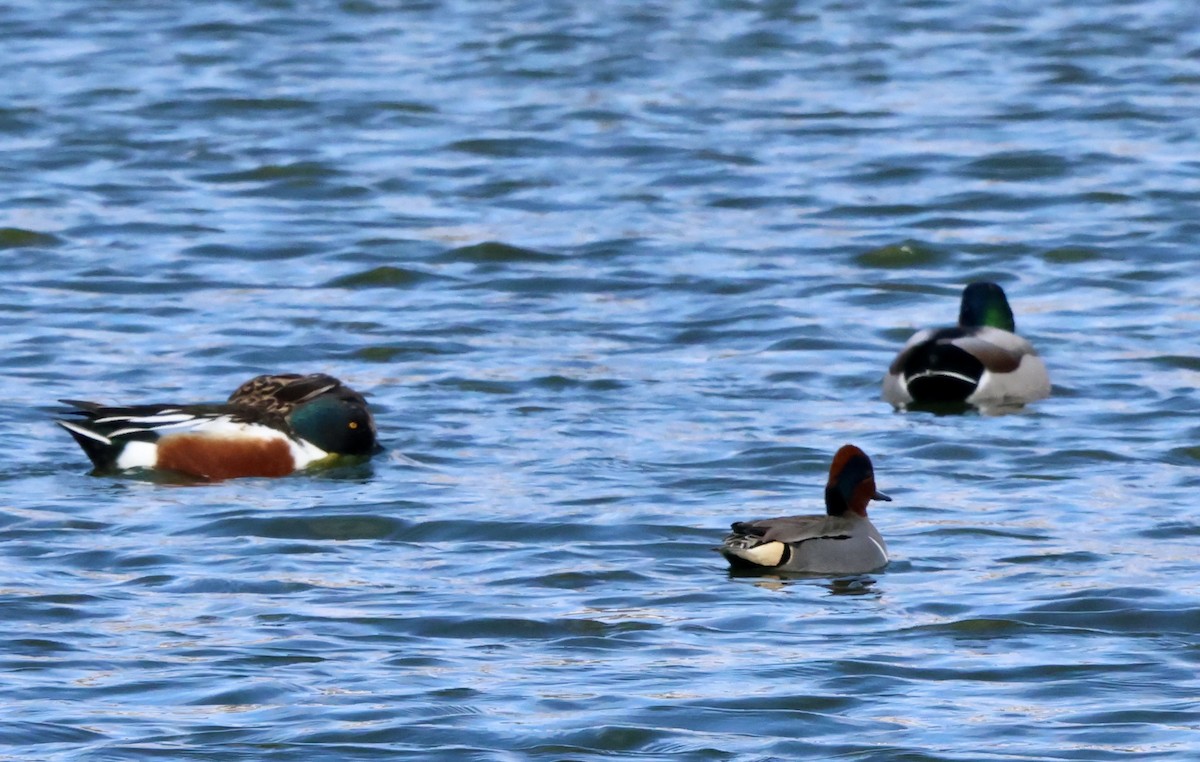 Халбага нугас - ML632403142