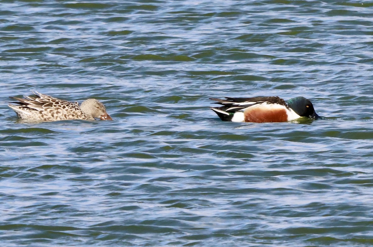 Халбага нугас - ML632403143