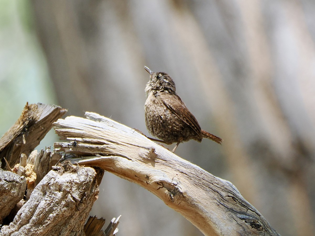 Winter Wren - ML632403149