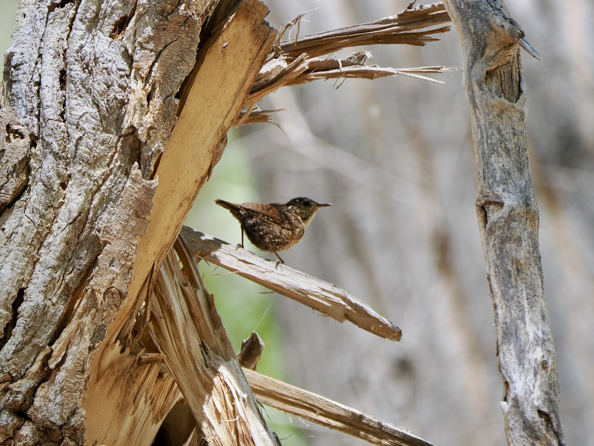 Winter Wren - ML632403150
