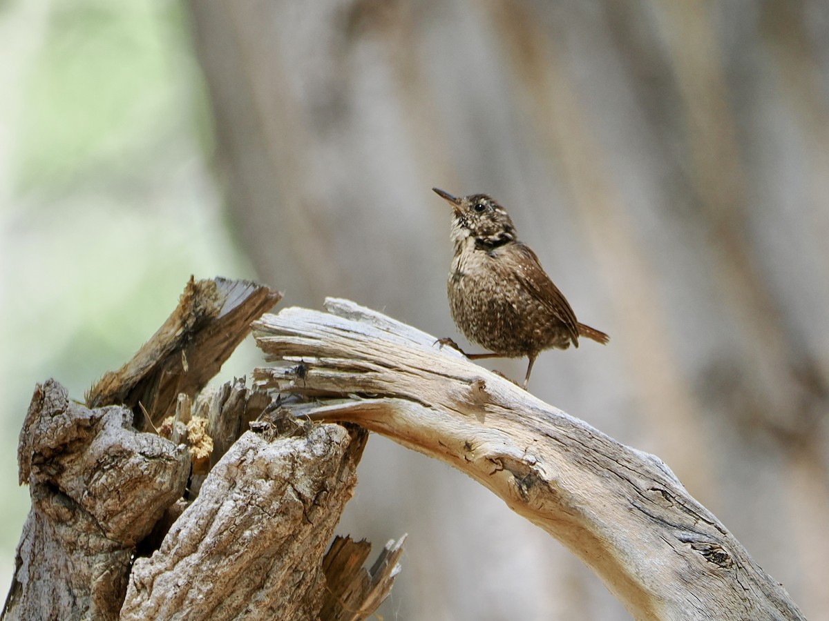 Winter Wren - ML632403151