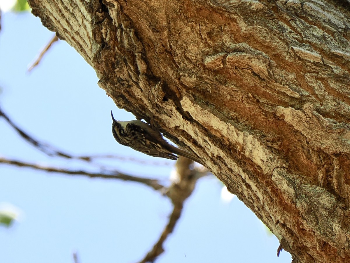 Brown Creeper - ML632403248