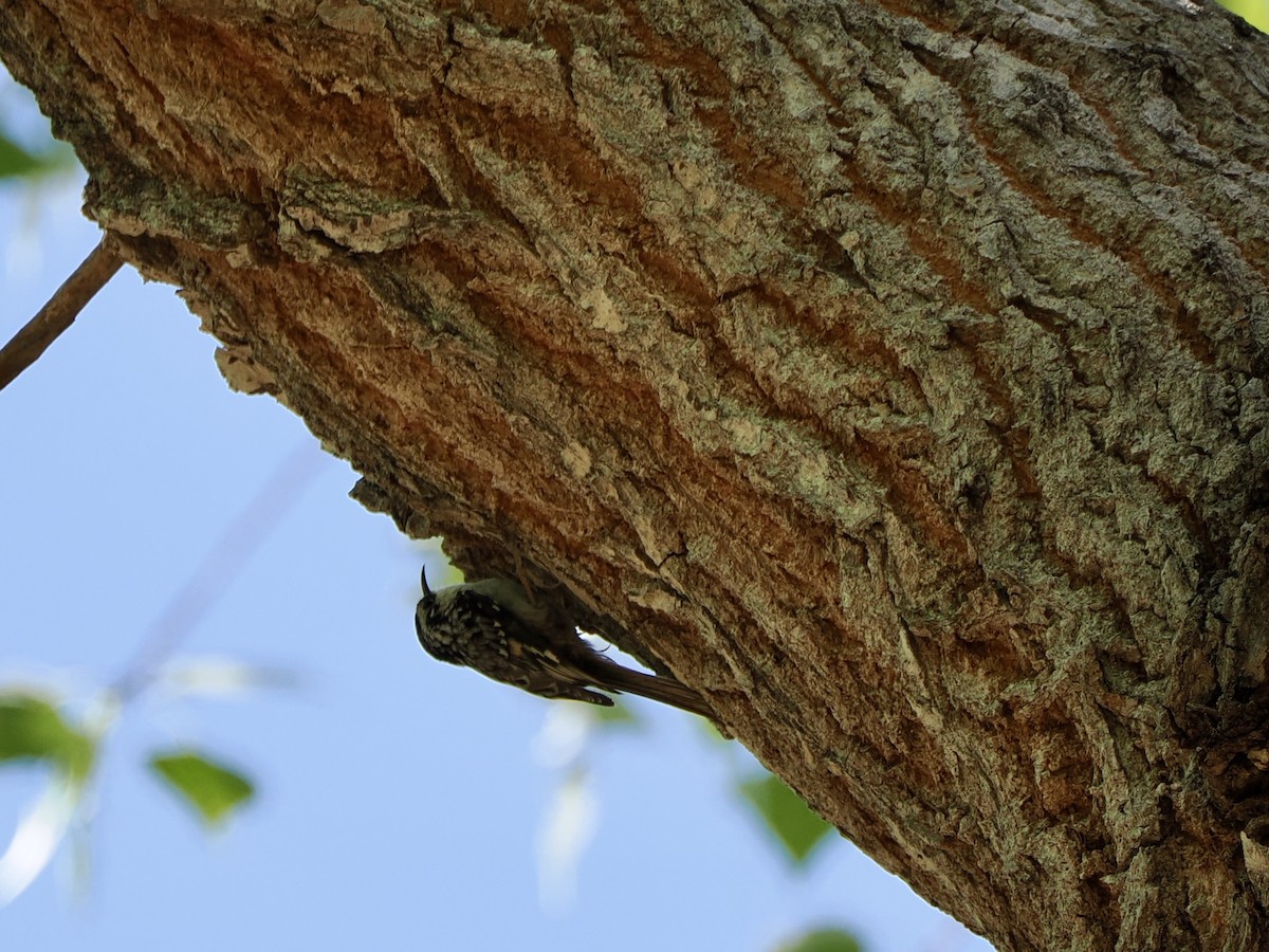 Brown Creeper - ML632403252