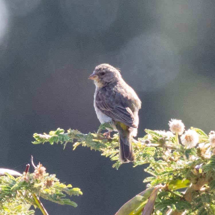Yellow-rumped Serin - ML632403407