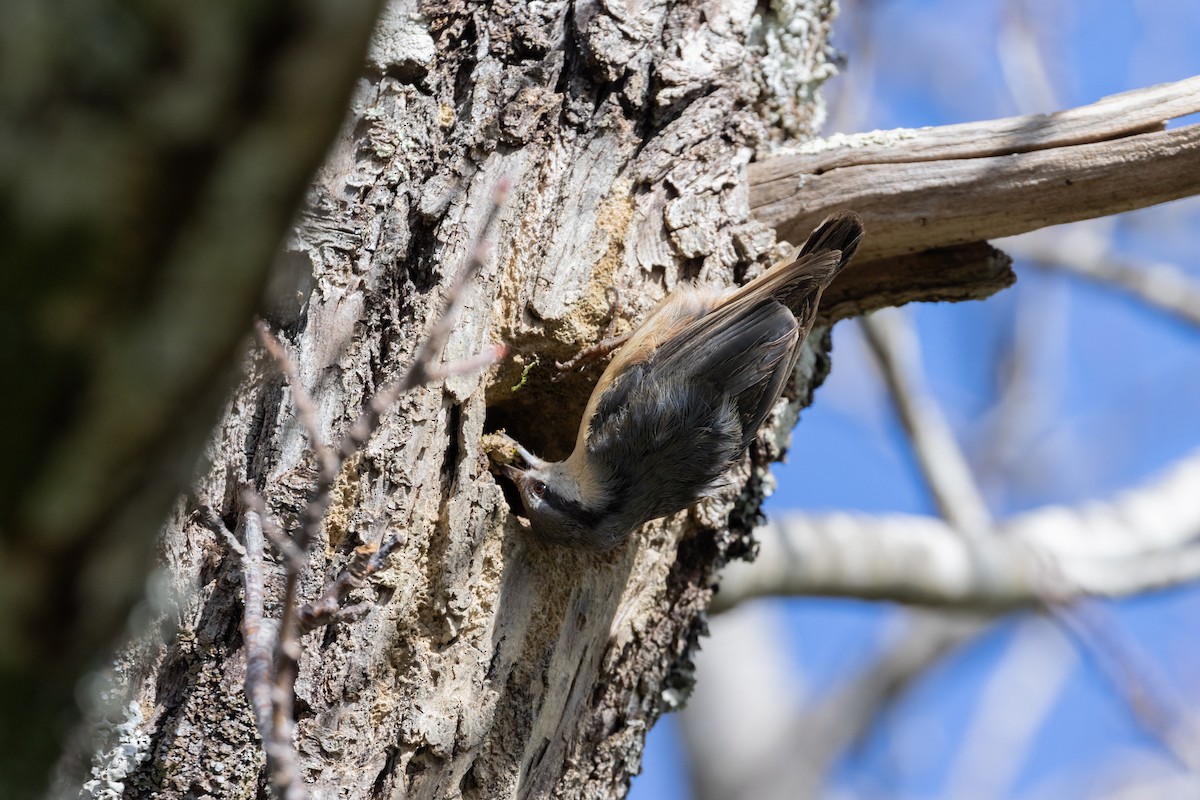 Eurasian Nuthatch - ML632403414