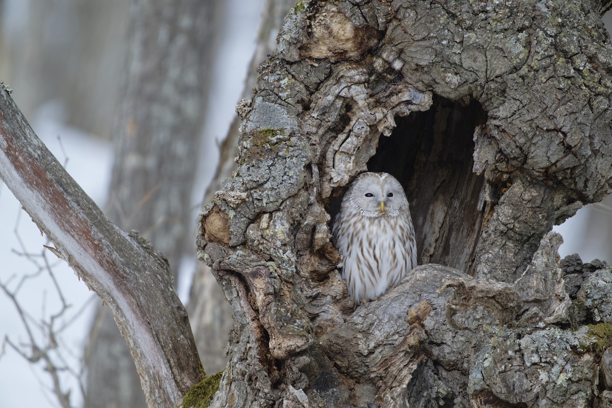 Ural Owl (Ural) - ML632403468