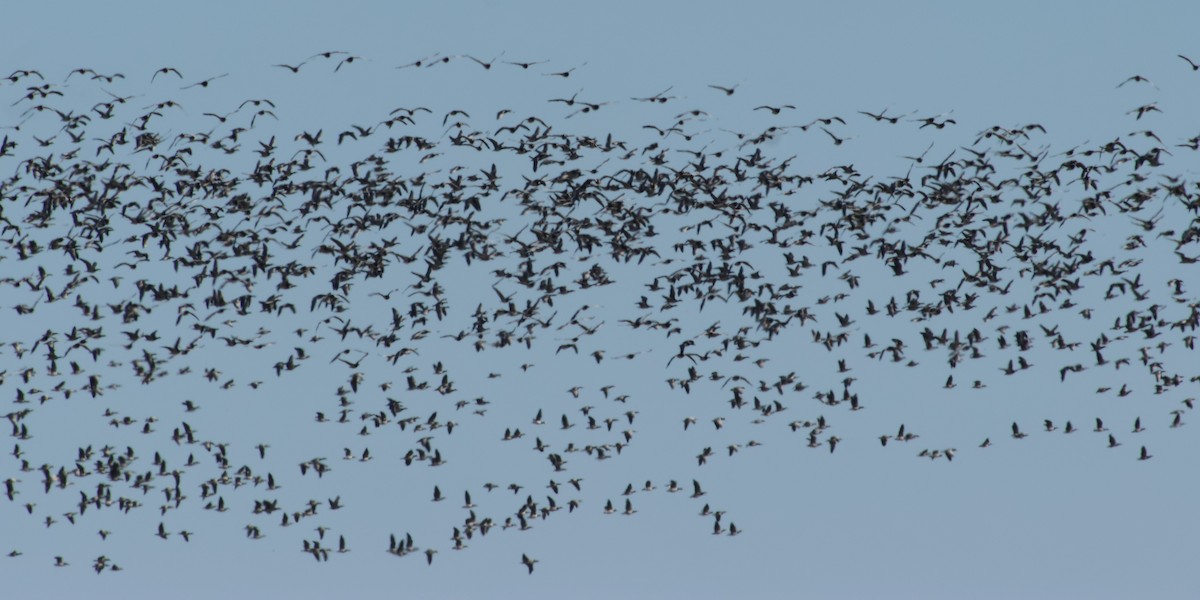 Branta musuzuria - ML632403483